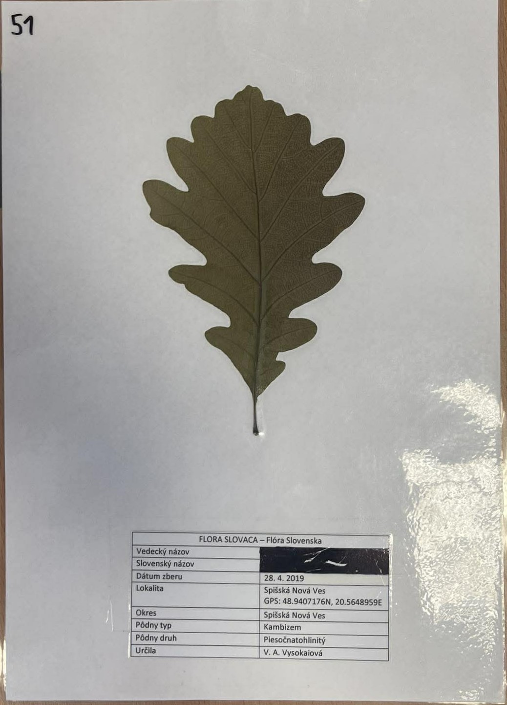 Rastlina Quercus petraea